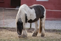 OVervågning af hest
